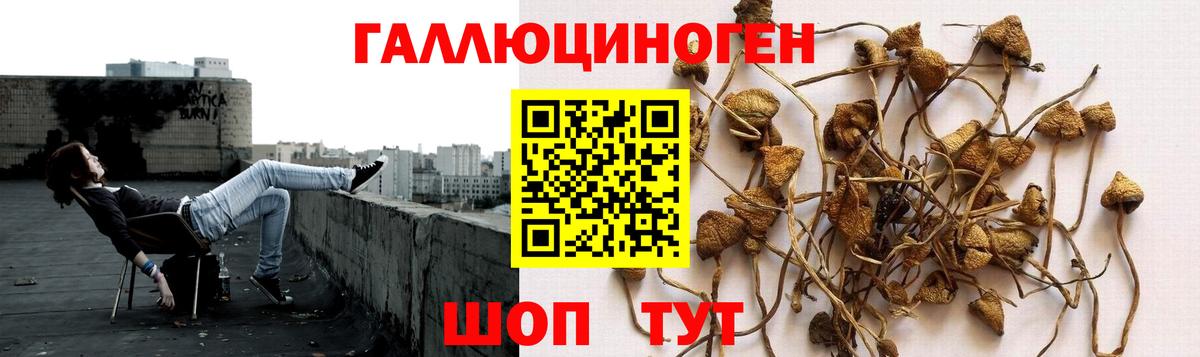 Псилоцибиновые грибы прущие грибы Ставрополь